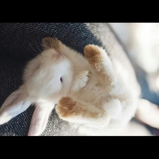 coniglio, animali, caro coniglio, gli animali sono carini, animali adorabili