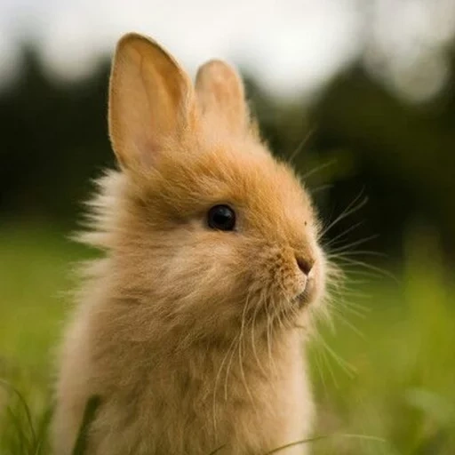 кролик, рыжий кролик, милый зайчик, кролик милый, кролик маленький