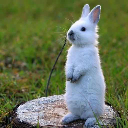 coelho, o coelho é selvagem, coelho branco, coelho branco, pequeno coelho