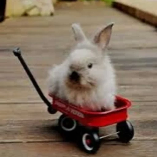 rabbit, animals, cheerful rabbit, rabbit an animal, the dwarf rabbit