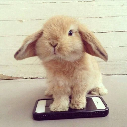 bunny, coniglio, il coniglio è divertente, coniglio di casa, il coniglio nano