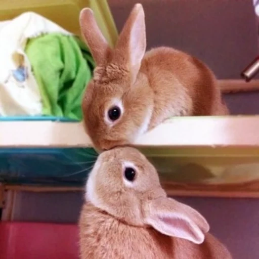 conejo, preciosos conejos, conejo casero, hermosos conejos, los conejos más dulces