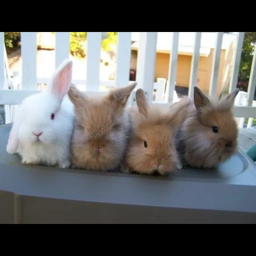 kelinci, bayi kelinci, kelinci berbulu, kelinci kerdil, kelinci dekoratif kerdil