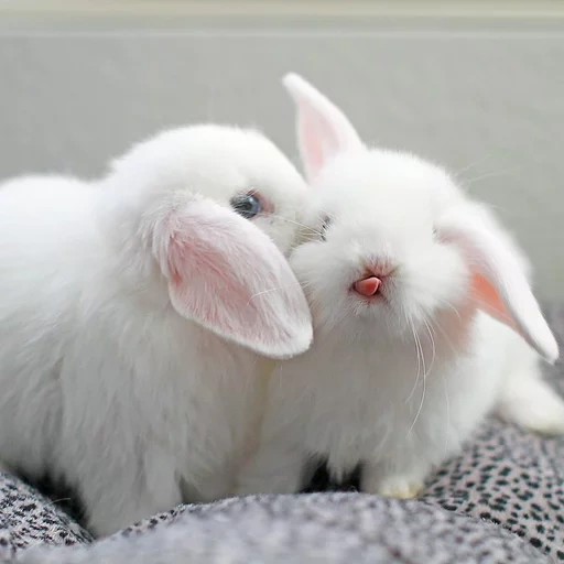 lieber kaninchen, weiße hasen, hauskaninchen, kaninchen albino, der zwergkaninchen
