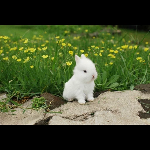 baby bunny, the rabbit is white, little bunny, little rabbit, the dwarf rabbit is white