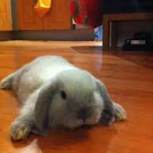 coniglio, vysloux rabbit, coniglio nano, coniglio che spunta nano, coniglio decorativo di bewood