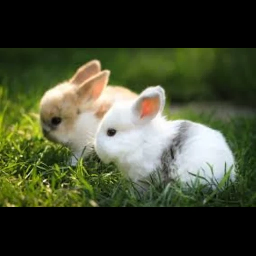 weißer hase, kaninchen sind süß, das kaninchen ist wunderschön, das kaninchen ist klein, die süßesten kaninchen