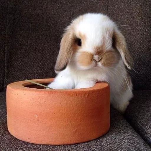 lapin, lapin nain, lapin décoratif, le lapin est un maquillage décoratif, lapin décoratif