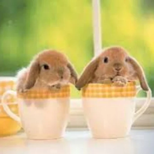 kelinci, bayi kelinci, kelinci, baby bunny peaches, pagi yang cerah