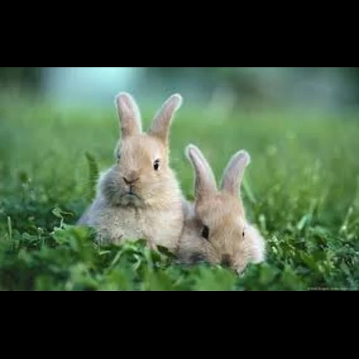 кролик, милые кролики, красивые кролики, очень рад кролик, маленький кролик