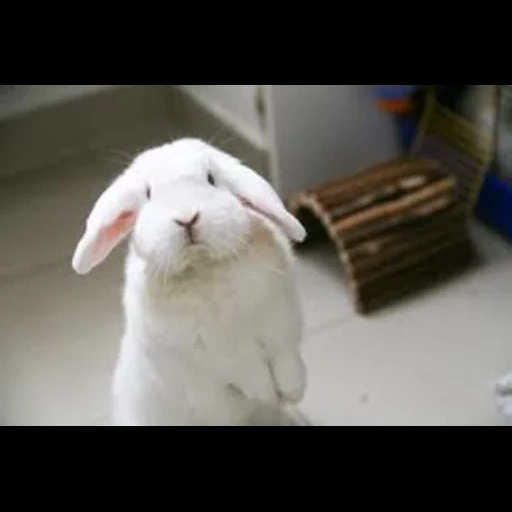 кролик, кролик баран, белый кролик, кролик милый, вислоухий кролик