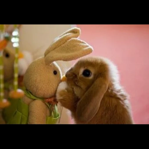 coniglio, dolce coniglietto, il coniglio è grande, coniglio allegro, conigli di nyashny
