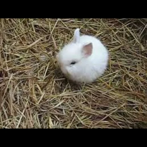 kaninchen, bébé lapin, lapins pour animaux de compagnie, le lapin nain, le lapin nain est blanc