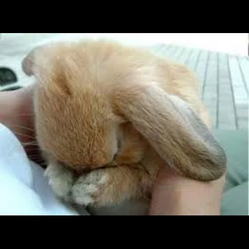 kelinci, kelinci yang mengantuk, kelinci sedih, kelinci yang ceria, kelinci sedih