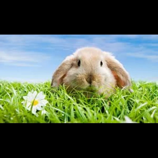 bunny, coniglio, lepasti da parati, sfondo di conigli, proiettore di touyer m4