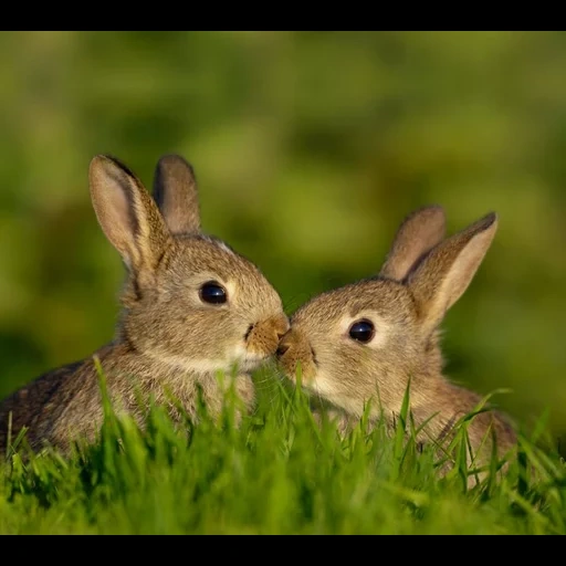 два зайца, зайцы кролики, дикие животные, животные летом, два зайца смотрят