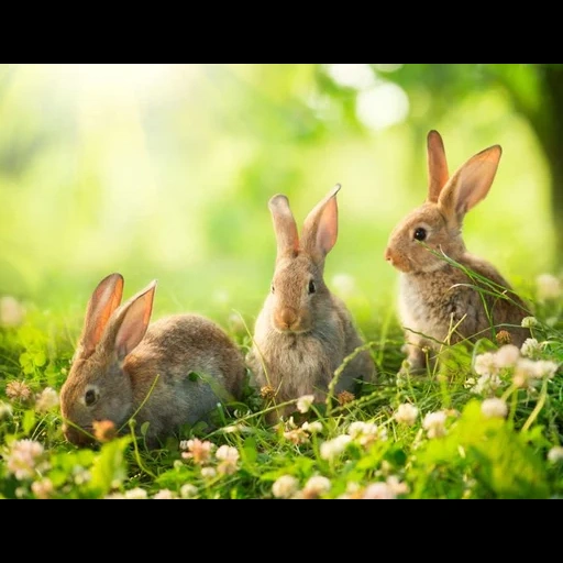 kelinci, kelinci ke rumput, polyana kelinci, kelinci mural dinding, kelinci kecil