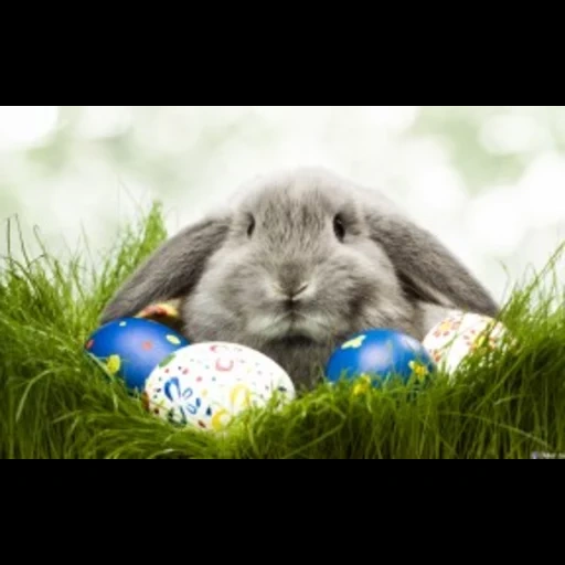 easter, rabbit, easter rabbit, rabbit eggs, easter bunny