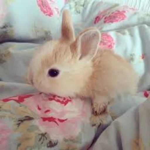 il coniglio nano, coniglio decorativo, khotot nano di coniglio, il coniglio decorativo è bianco, decorativo nano di coniglio