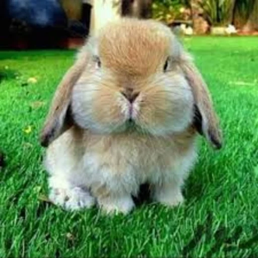 coniglio, un coniglio paffuto, bella conigli, coniglio allegro, coniglio nano