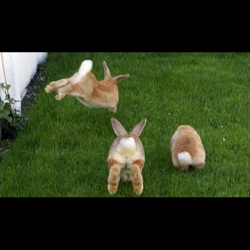 кролик, кролик заяц, кролик хвост, веселый кролик, кролики выпасе
