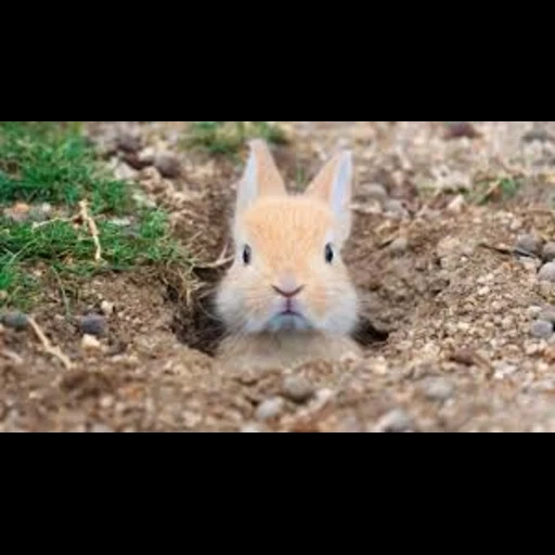 bunny, кролик, rabbit, нора зайца, маленький кролик