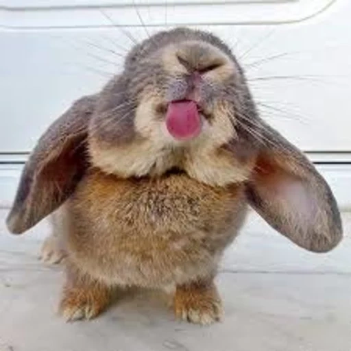 coniglio, lepre divertenti, coniglio allegro, il coniglio è divertente, il coniglio sorride