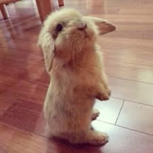 conejo, conejo alegre, el conejo es divertido, conejo ofendido, los conejos más dulces