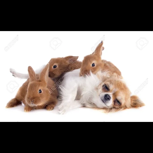 conejo, fila de conejos, conejo de perros, conejo chihuahua, chihuahua son pequeños