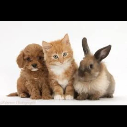 lapin de chat, chat de lapin, animaux domestiques, animaux domestiques, lapin un chiot de chaton