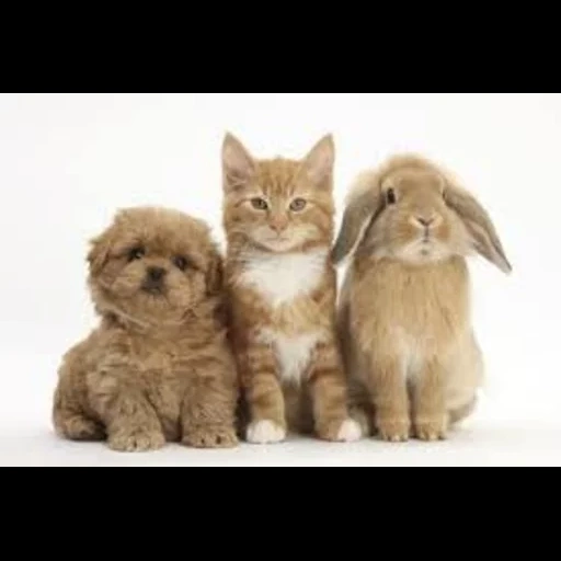 chat, chat de lapin, chat de lapin, les animaux sont mignons, lapin de chien de chat