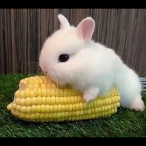 карликов, plushies, bunny_ videos, смешные животные, веселые животные