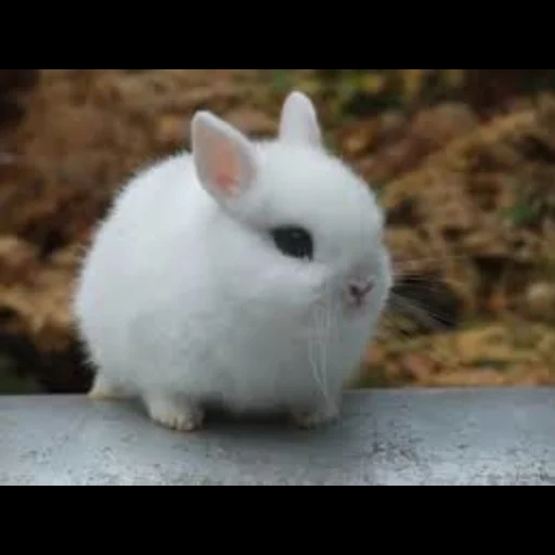 the rabbit is white, dwarf hotot, dwarf rabbit, decorative rabbit, the decorative rabbit is white