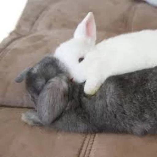 kelinci, dua kelinci, kelinci tidur, kelinci rumah, pelukan kelinci