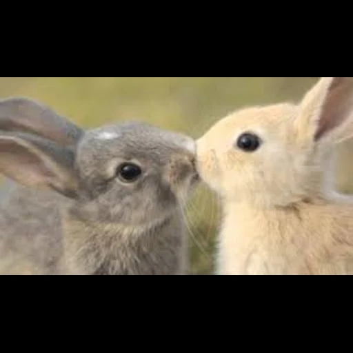 lapins, chat, lapin, deux lièvres, les lapins sont mignons