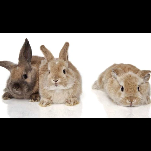 hase, brauner kaninchen, grauer kaninchen, der zwergkaninchen, dekoratives kaninchen