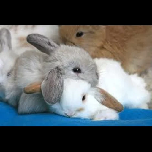 hase, zwei hasen, schöne kaninchen, hauskaninchen, dekoratives kaninchen