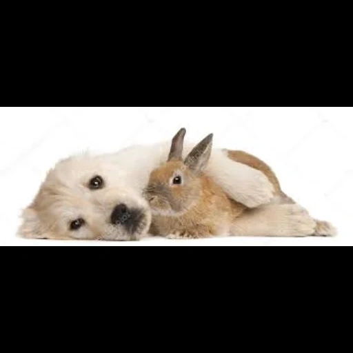 kelinci, kelinci yang terhormat, kelinci yang cantik, kelinci dengan latar belakang putih, kelinci eropa