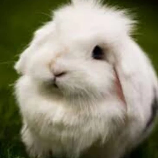 rabbit, the rabbit is white, the dwarf rabbit, white fluffy rabbit, the decorative rabbit is white
