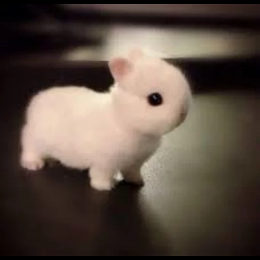 le lapin est blanc, lapins nyashny, petit lapin, lapin nain, les animaux les plus mignons