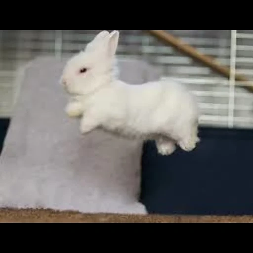 conejo, conejo blanco, conejo volador, el conejo enano, conejo decorativo