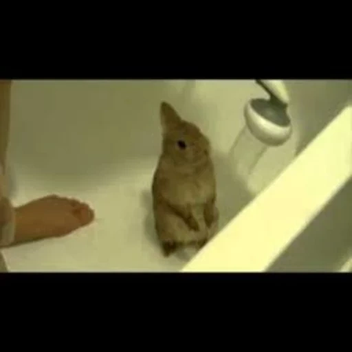 animals, cute animals, animals are funny, pets, little rabbits