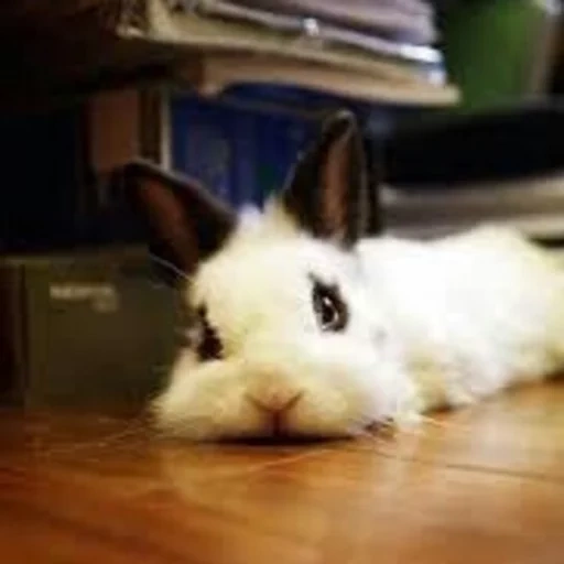 coniglio, coniglio bianco, piccoli conigli, coniglio decorativo, il coniglio decorativo è bianco