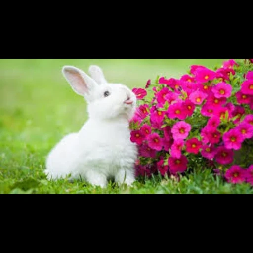 кролик, белый кролик, животные милые, кролик карликовый, кролики декоративные цветочком