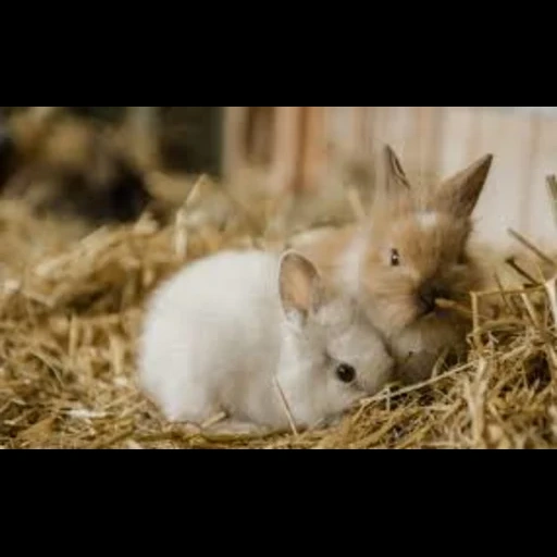 lapin, mini lapins, le lapin est petit, le lapin nain, lapin décoratif