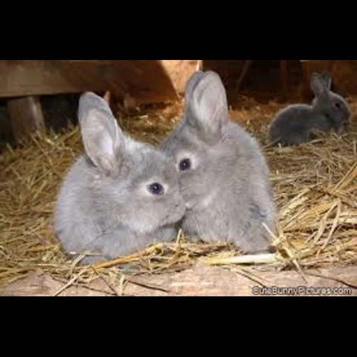 кролик, кролик рекс, кролик серый, домашний кролик, кролик серый великан