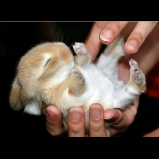 gatto, coniglietto, tiny bunny anton, piccoli conigli, conigli neonati