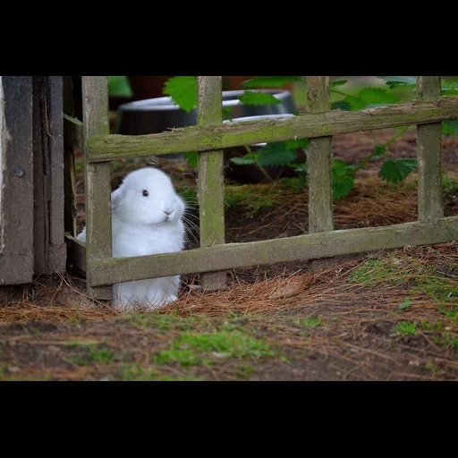 coelho, cão, coelhos brancos, coelho um animal, rabbit anão