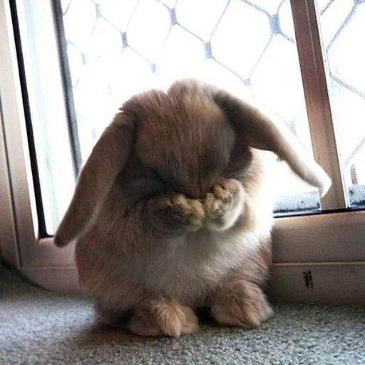 rabbit, lovely rabbits, sad bunny, cheerful rabbit, sad rabbit