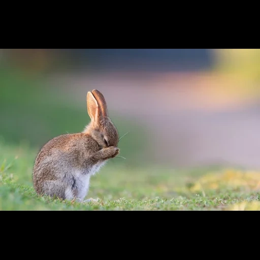 кролик, зайчик, кролик заяц, грустный зайка, обои рабочий стол зайчики